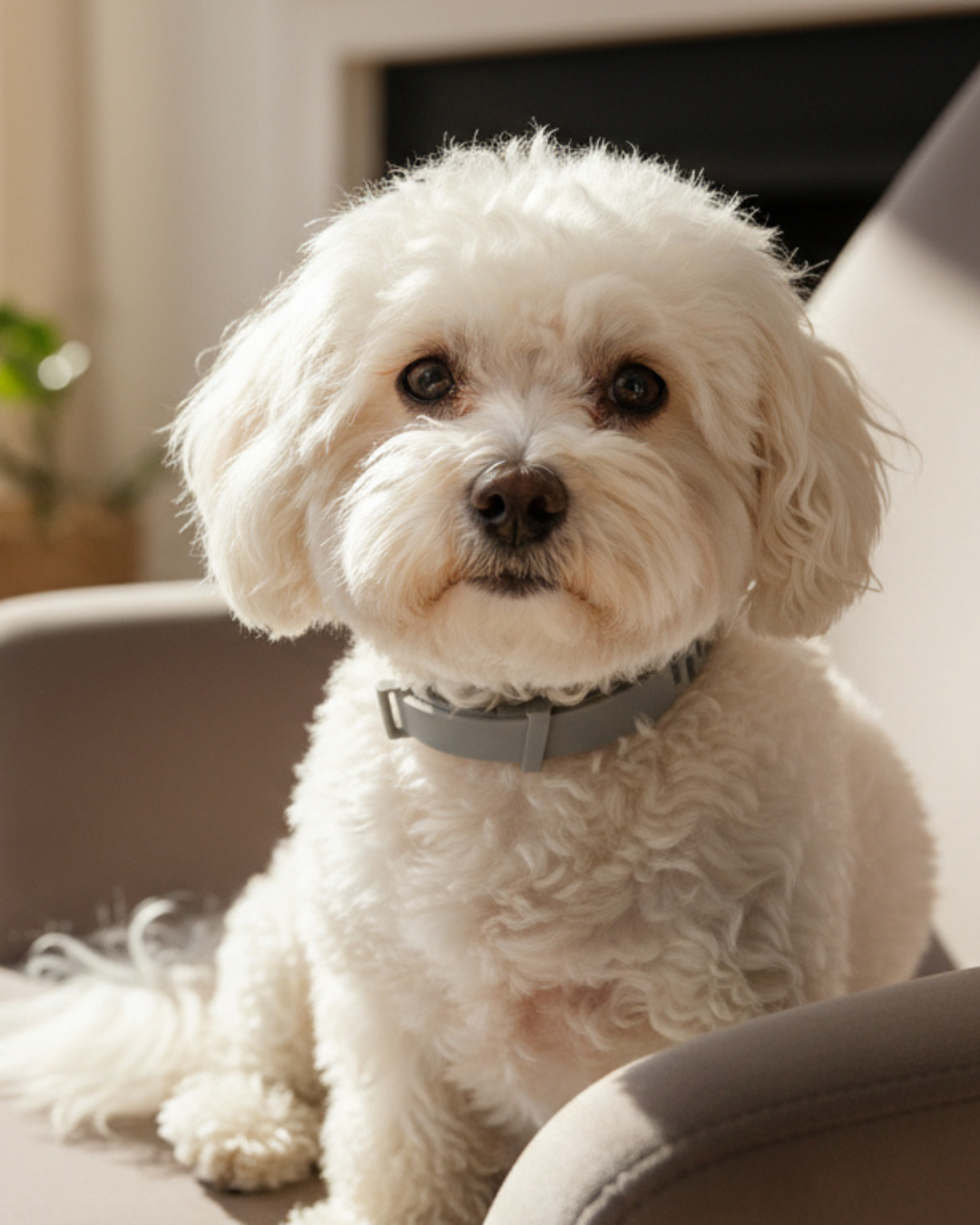 Collier Calmant Phéromones Animaux