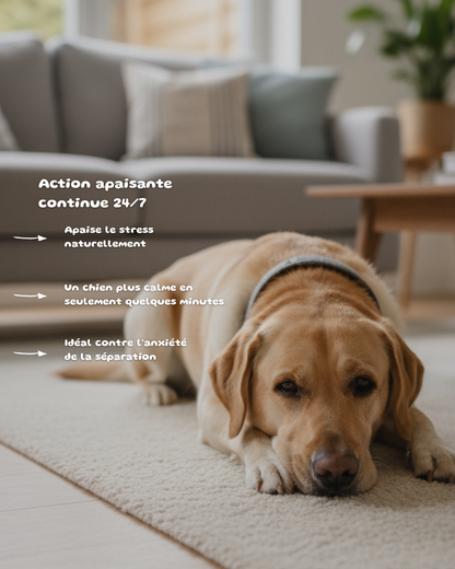 Collier Calmant Phéromones Animaux