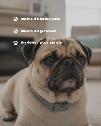 Collier Calmant Phéromones Animaux